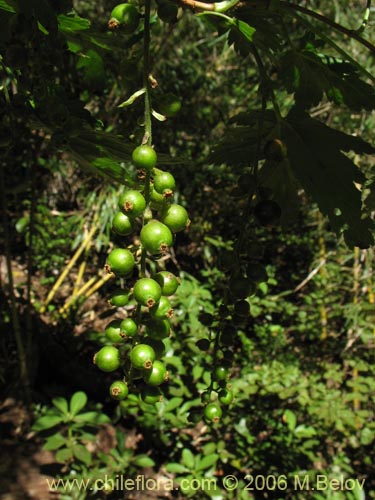 Bild von Ribes magellanicum (Uvilla / Parilla). Klicken Sie, um den Ausschnitt zu vergrössern.